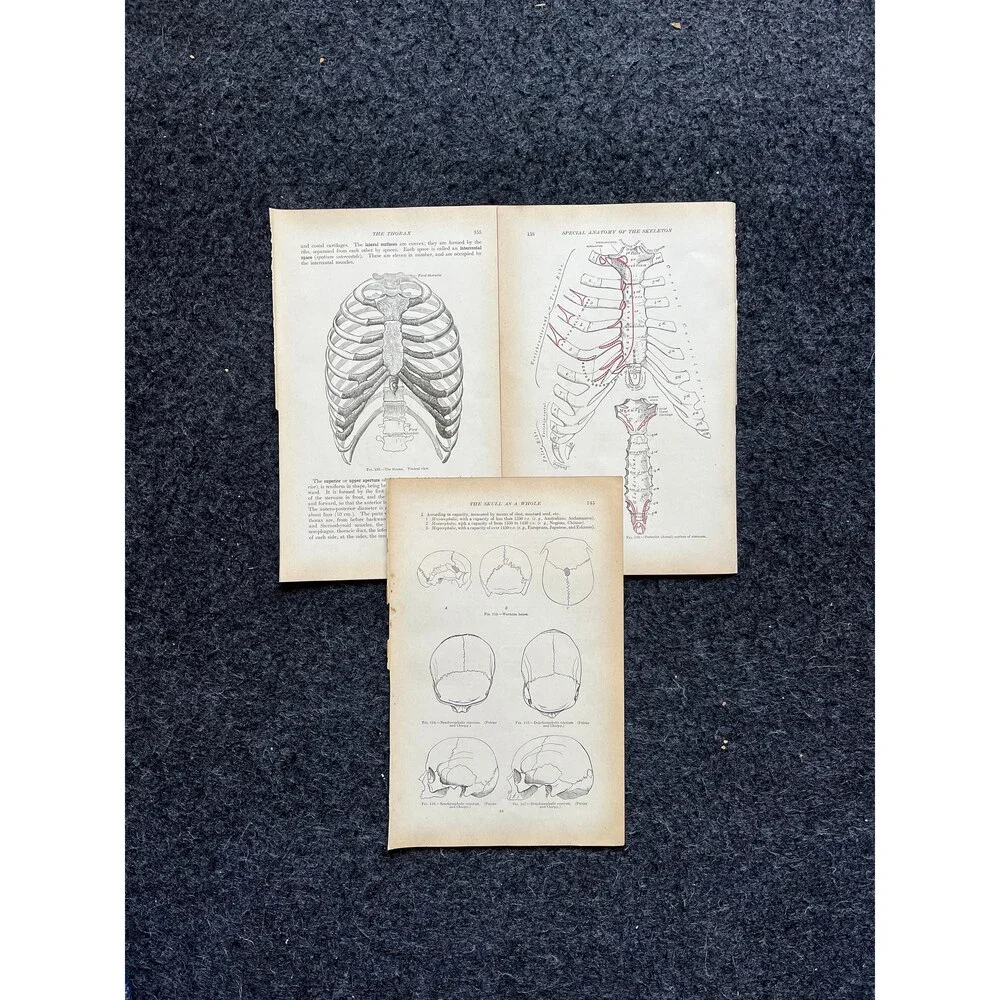 Original 1913 Anatomy Pages of Human Body, Anatomy Physiology Textbook Gifts, T